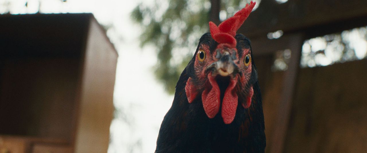 Lebensansichten eines Huhns : Bild