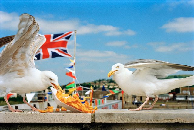 I Am Martin Parr : Bild