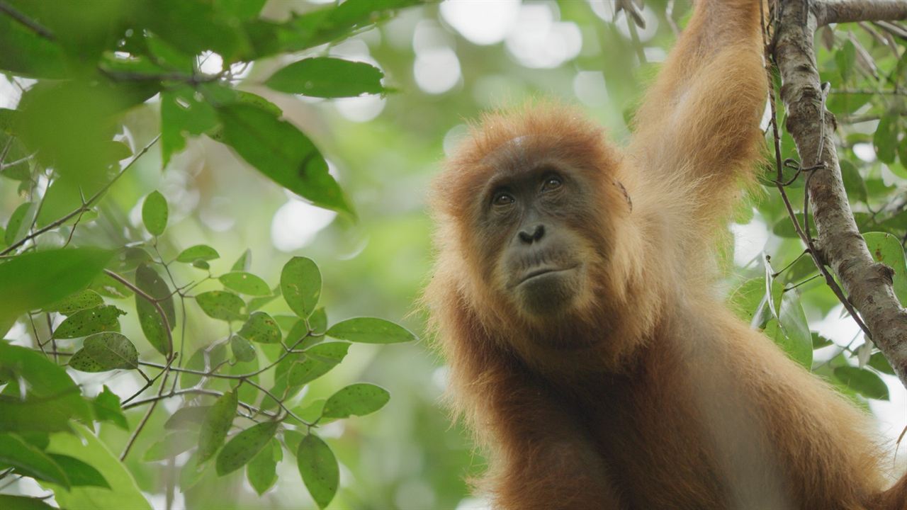 Das geheime Leben der Orang-Utans : Bild