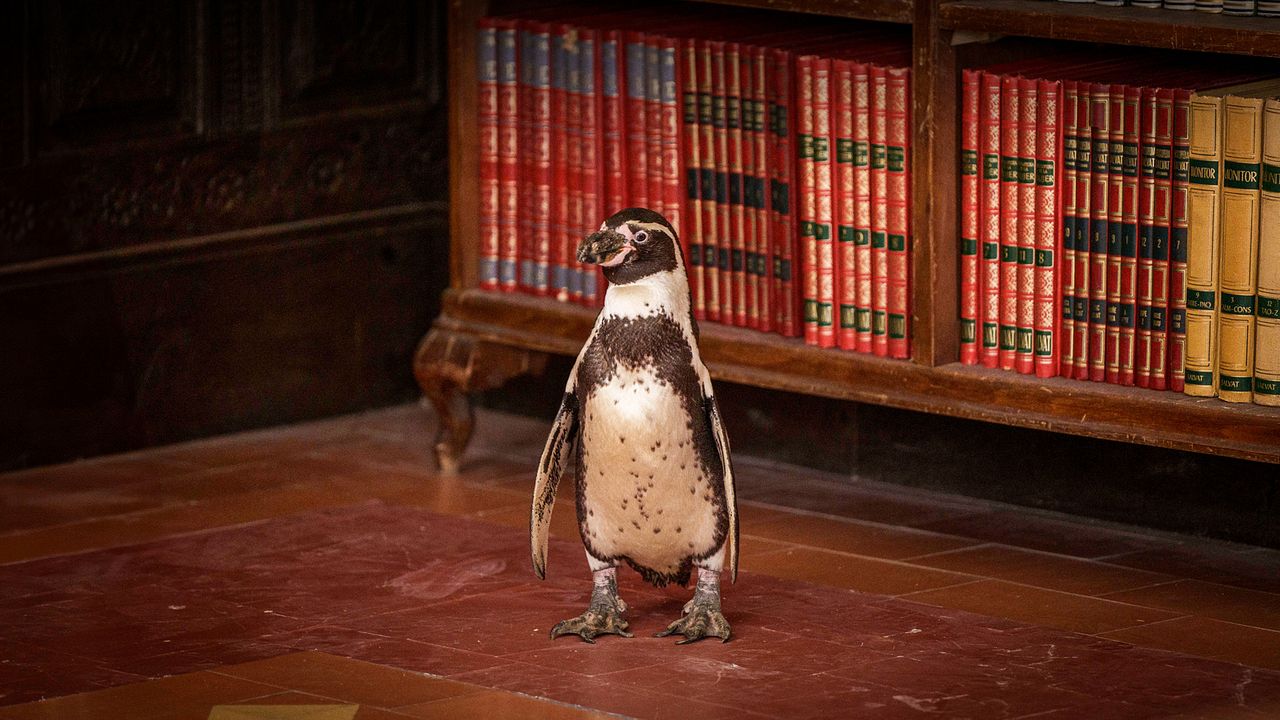 Der Pinguin meines Lebens : Bild Baba and Richard 