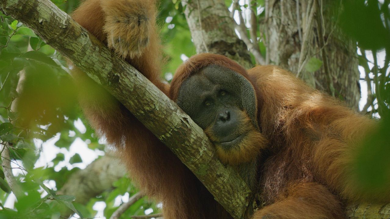 Das geheime Leben der Orang-Utans : Bild