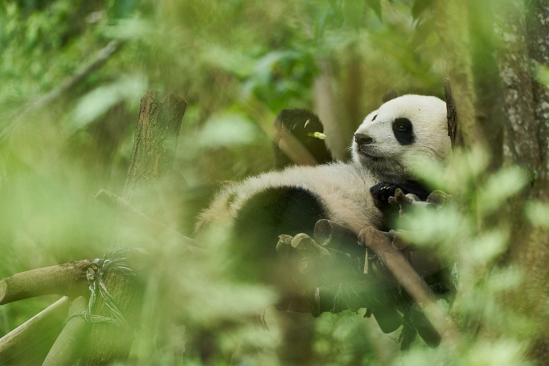 Moon, der Panda : Bild Moon the Panda