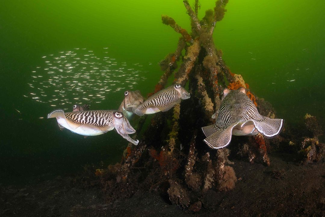 Die wilde Nordsee - Natur, die sich nicht zähmen lässt : Bild