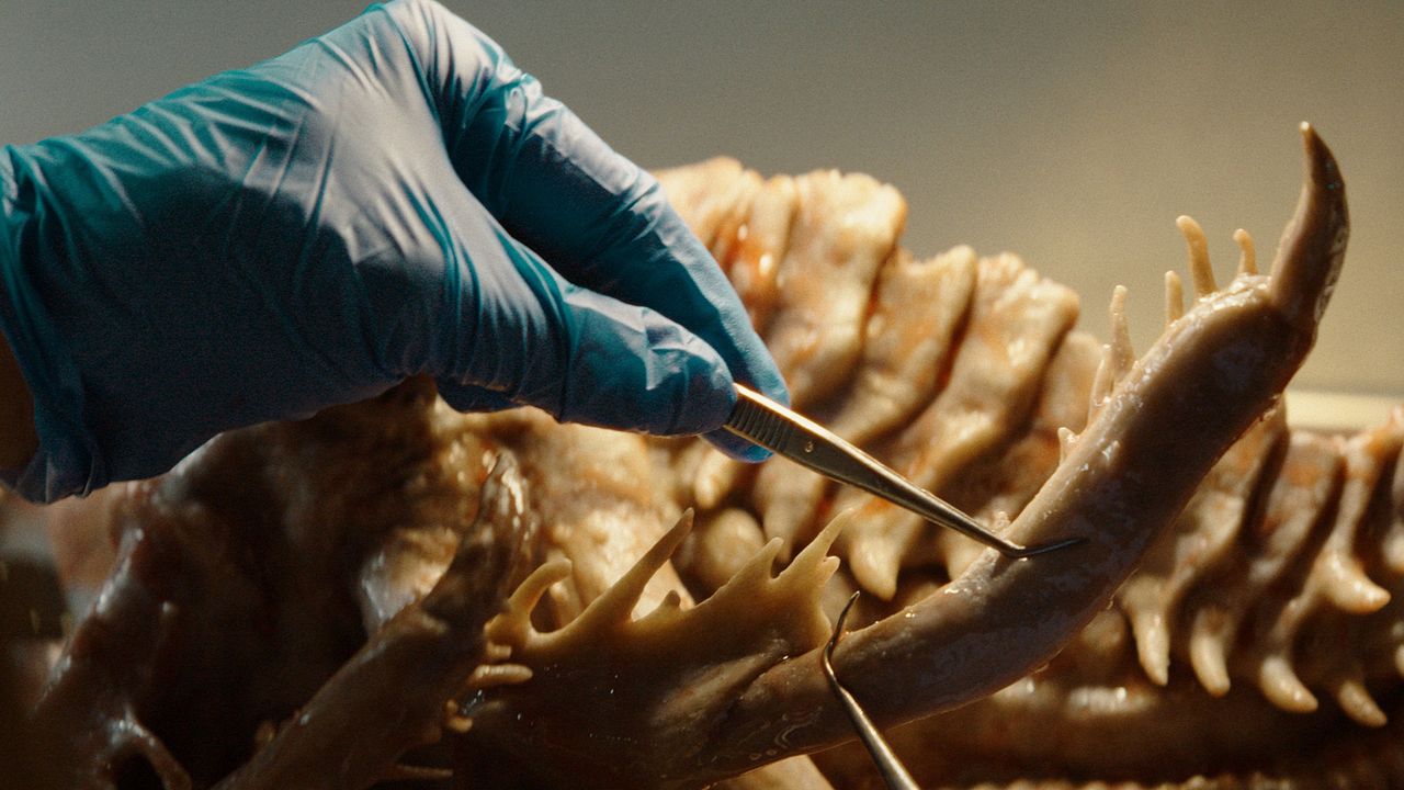 Kraken - Erwachen der Tiefe : Bild