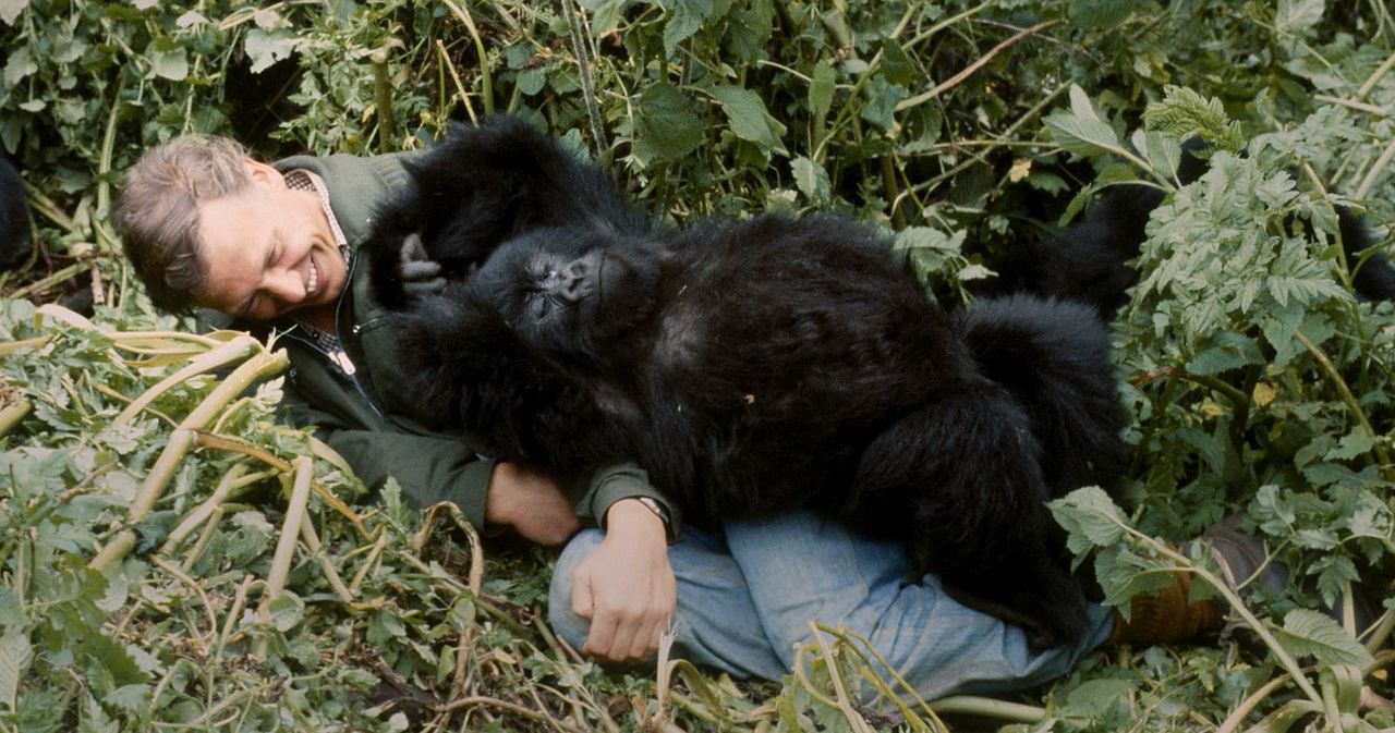 Eine Gorilla-Story erzählt von David Attenborough : Bild David Attenborough