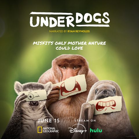 Underdogs – Außenseiter des Tierreichs  : Kinoposter