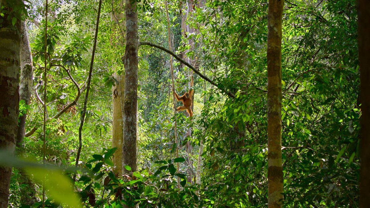 Das geheime Leben der Orang-Utans : Bild