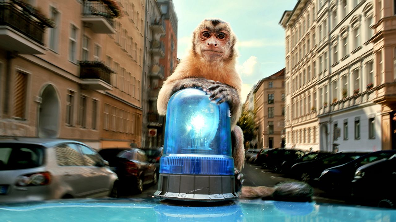 Akiko – Der fliegende Affe : Bild Monty der Affe