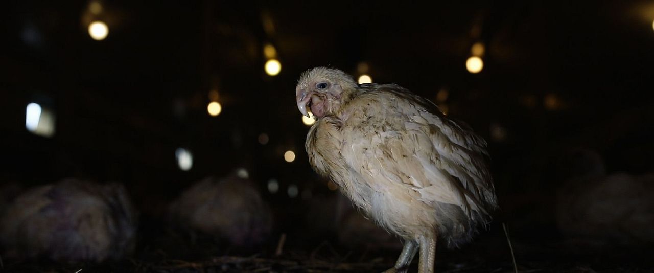 Food For Profit : Bild