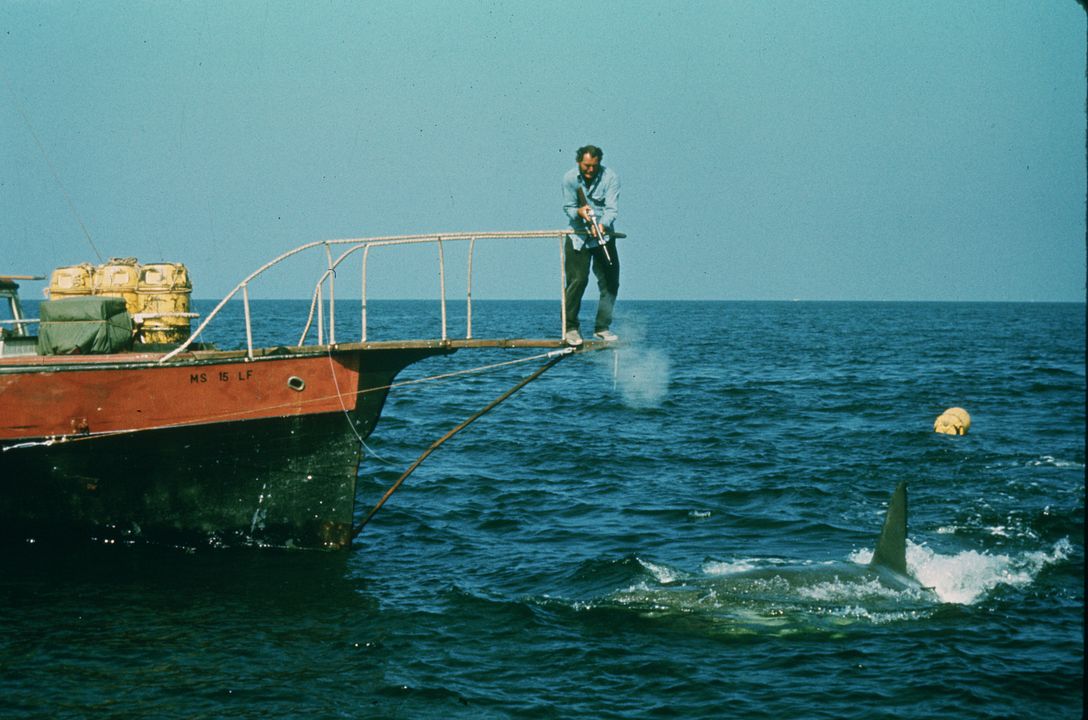 Der weiße Hai : Bild