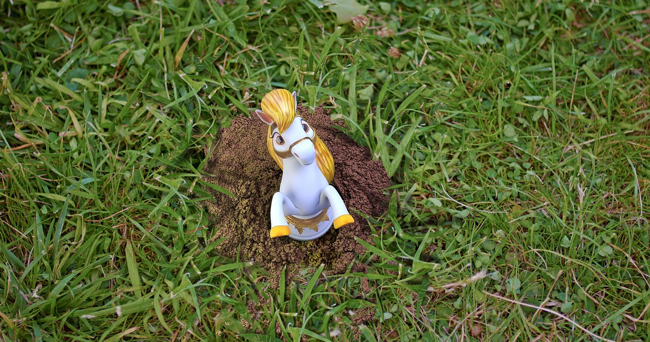 ŞamPİYONlar : Bild