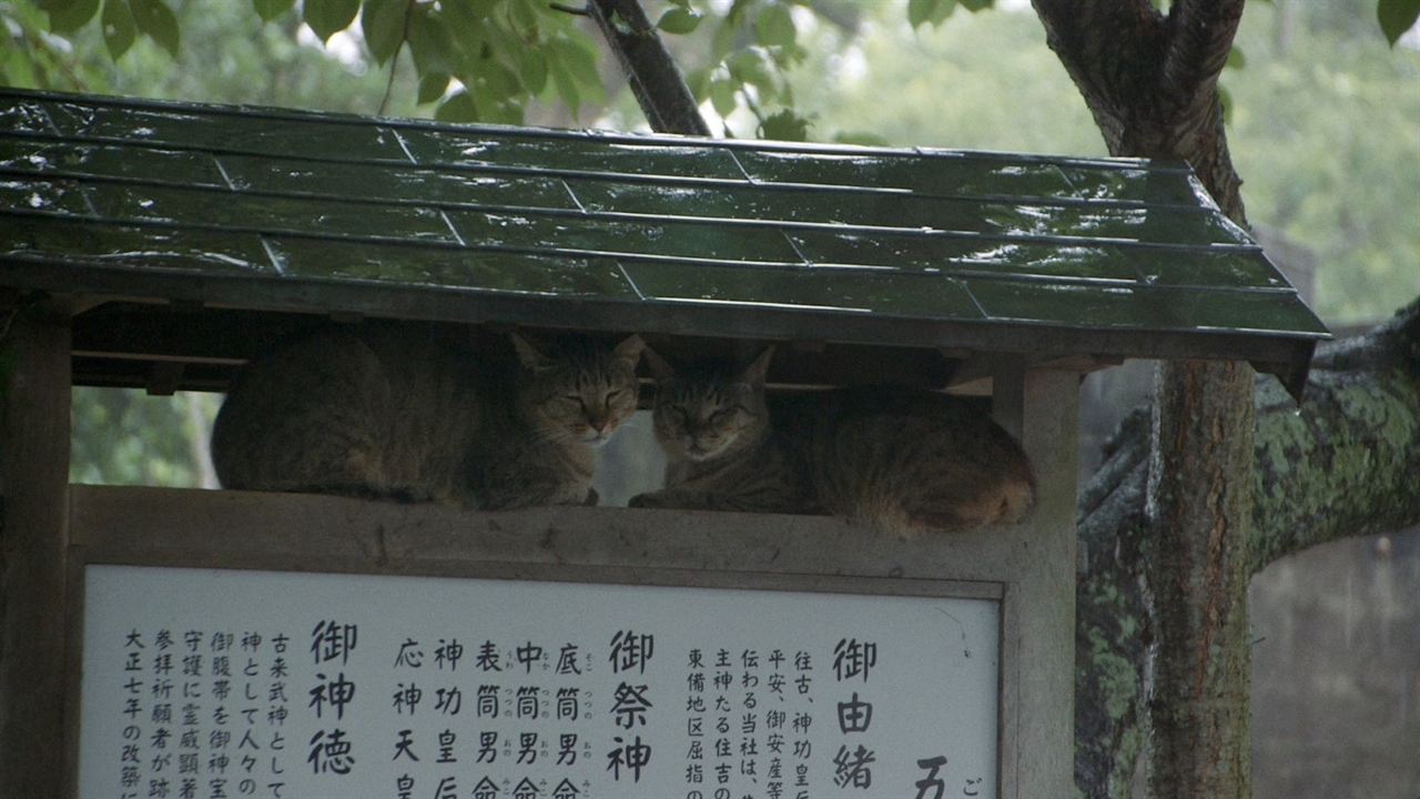 Die Katzen vom Gokogu-Schrein : Bild