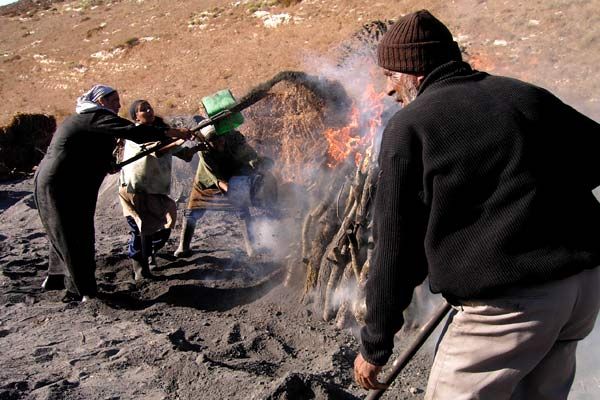 Bild Tawfik Abu Wael