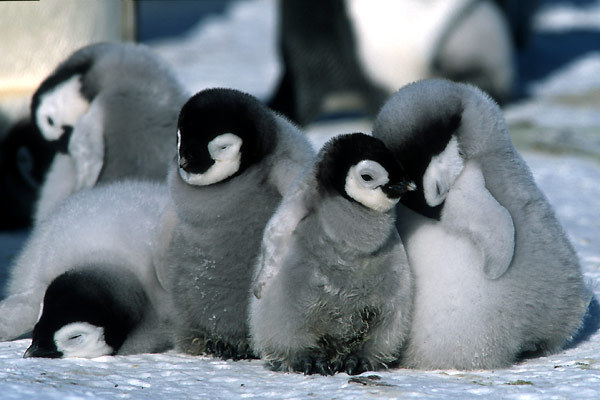 Die Reise der Pinguine : Bild