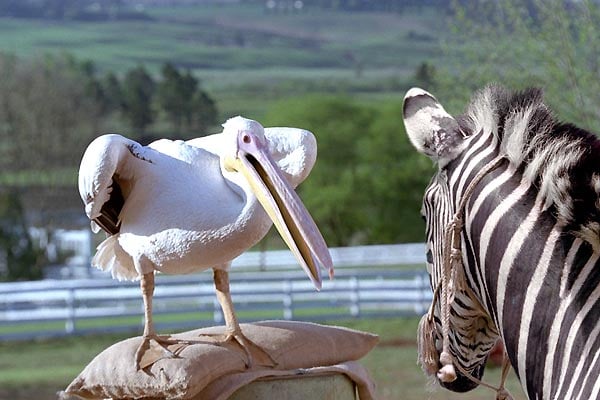 Im Rennstall ist das Zebra los! : Bild Frederik Du Chau