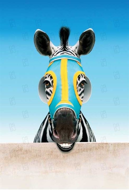 Im Rennstall ist das Zebra los! : Bild Frederik Du Chau