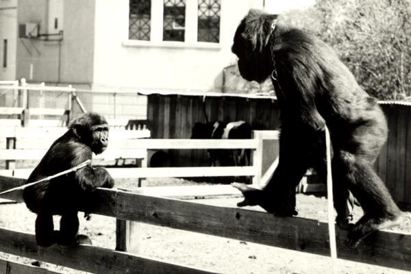 Koko, le gorille qui parle : Bild Barbet Schroeder