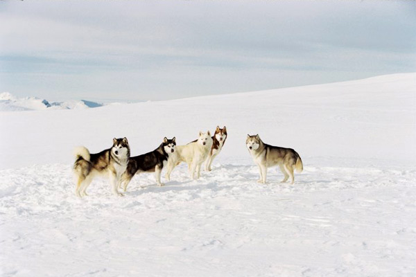 Antarctica - Gefangen im Eis : Bild Frank Marshall