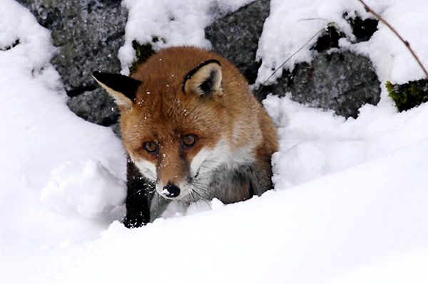 Der Fuchs und das Mädchen : Bild