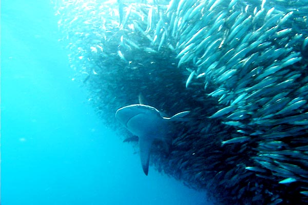 Sharkwater : Bild Rob Stewart