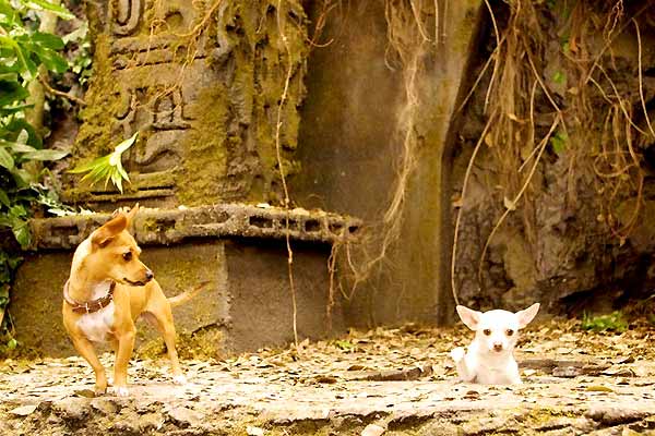 Beverly Hills Chihuahua : Bild Raja Gosnell