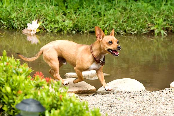 Beverly Hills Chihuahua : Bild Raja Gosnell