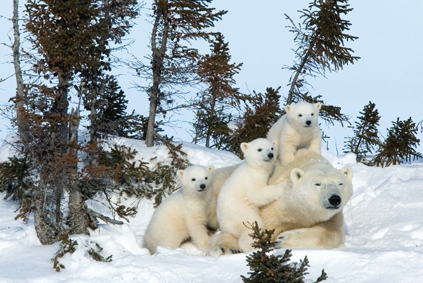 Knut und seine Freunde : Bild