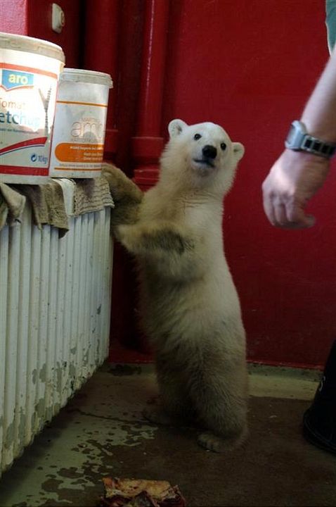 Knut und seine Freunde : Bild