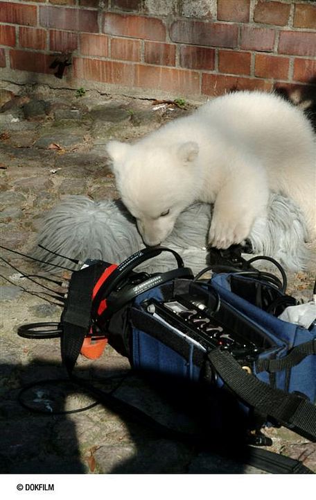 Knut und seine Freunde : Bild