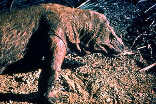 Bild Michael Lantieri