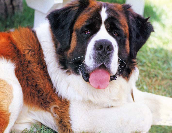Ein Hund namens Beethoven : Bild