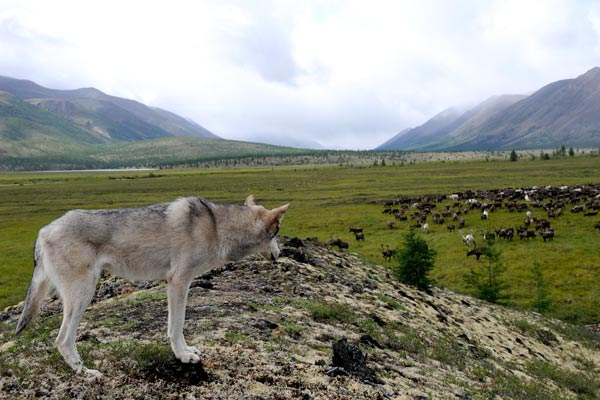 Der Junge und der Wolf : Bild