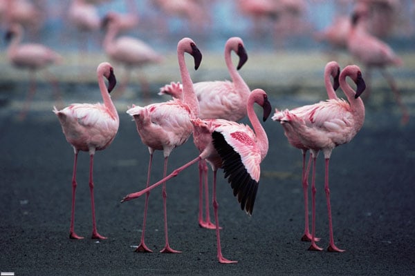 Das Geheimnis der Flamingos : Bild Leander Ward, Matthew Aeberhard