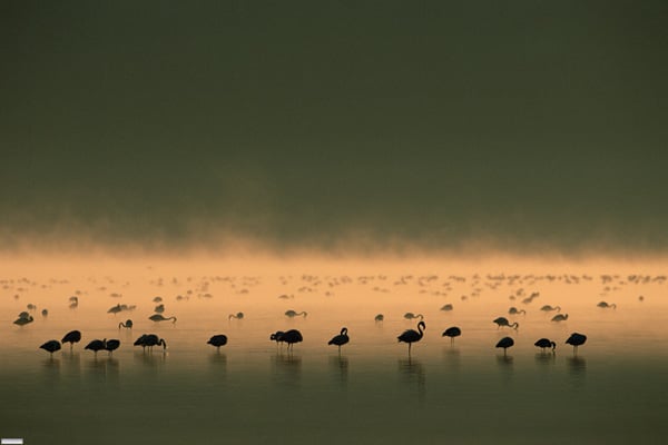 Das Geheimnis der Flamingos : Bild Leander Ward, Matthew Aeberhard