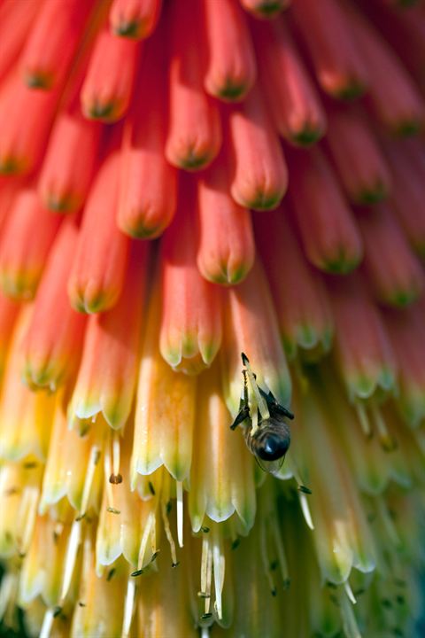 Wings of Life : Bild Louie Schwartzberg