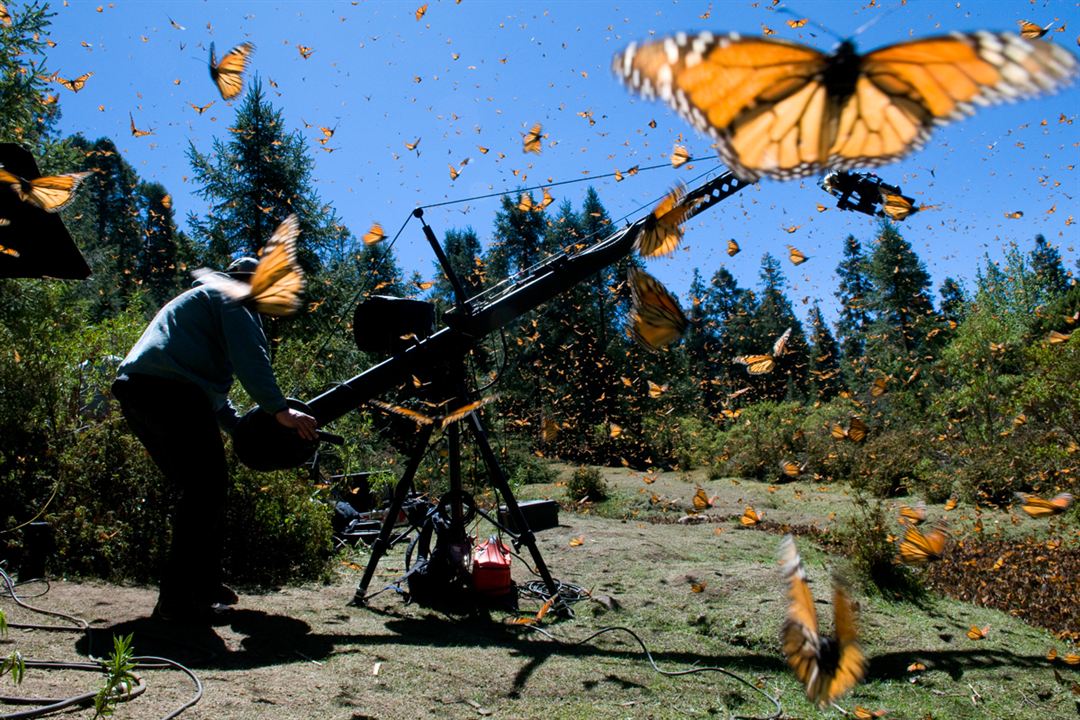 Wings of Life : Bild Louie Schwartzberg
