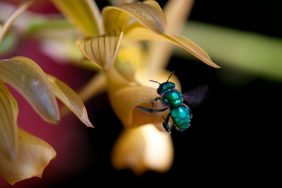 Wings of Life : Bild Louie Schwartzberg