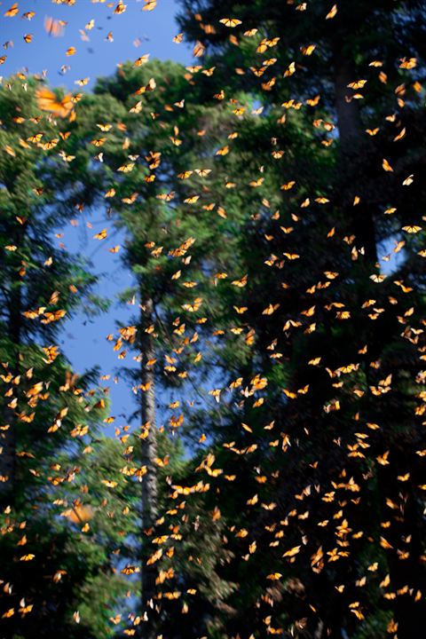 Wings of Life : Bild Louie Schwartzberg