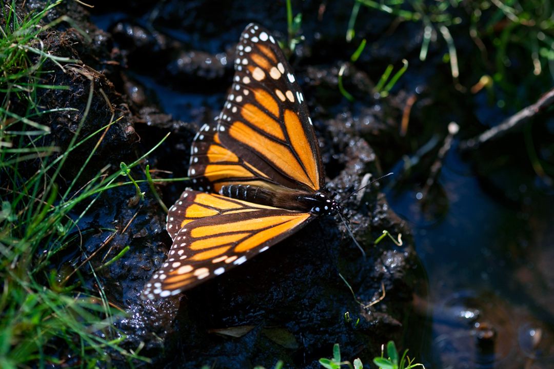 Wings of Life : Bild Louie Schwartzberg