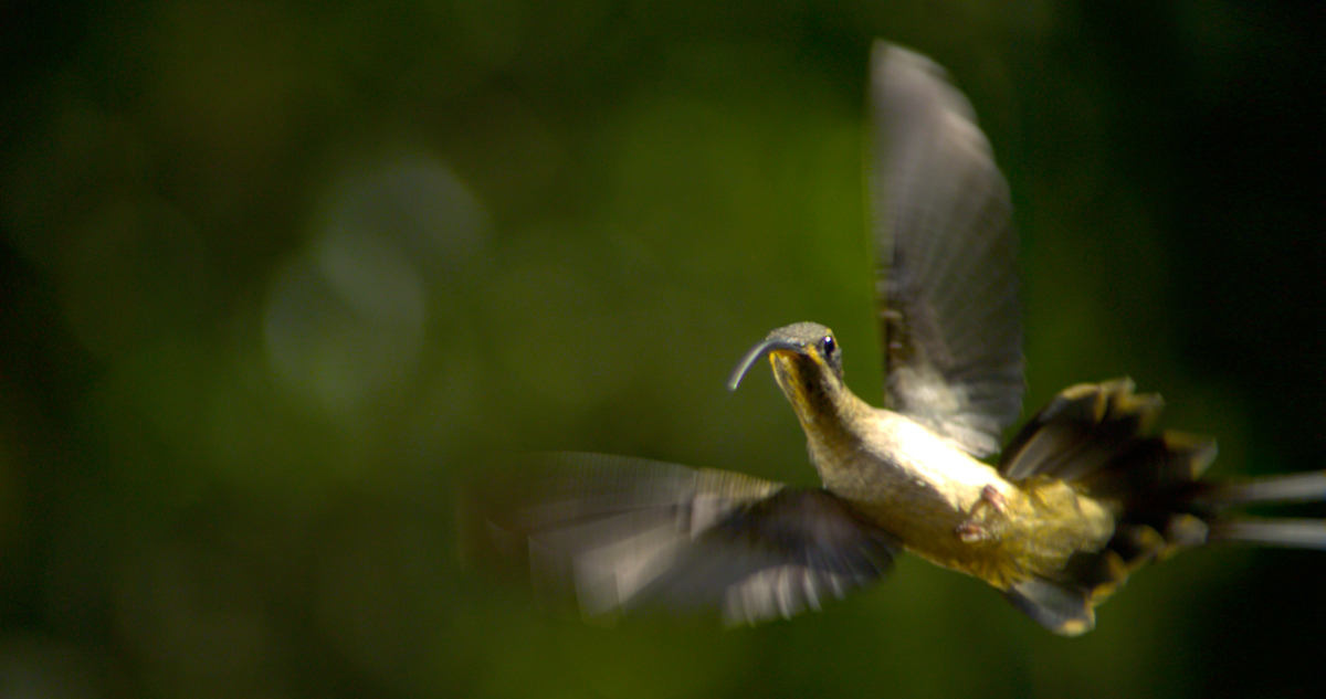 Wings of Life : Bild Louie Schwartzberg