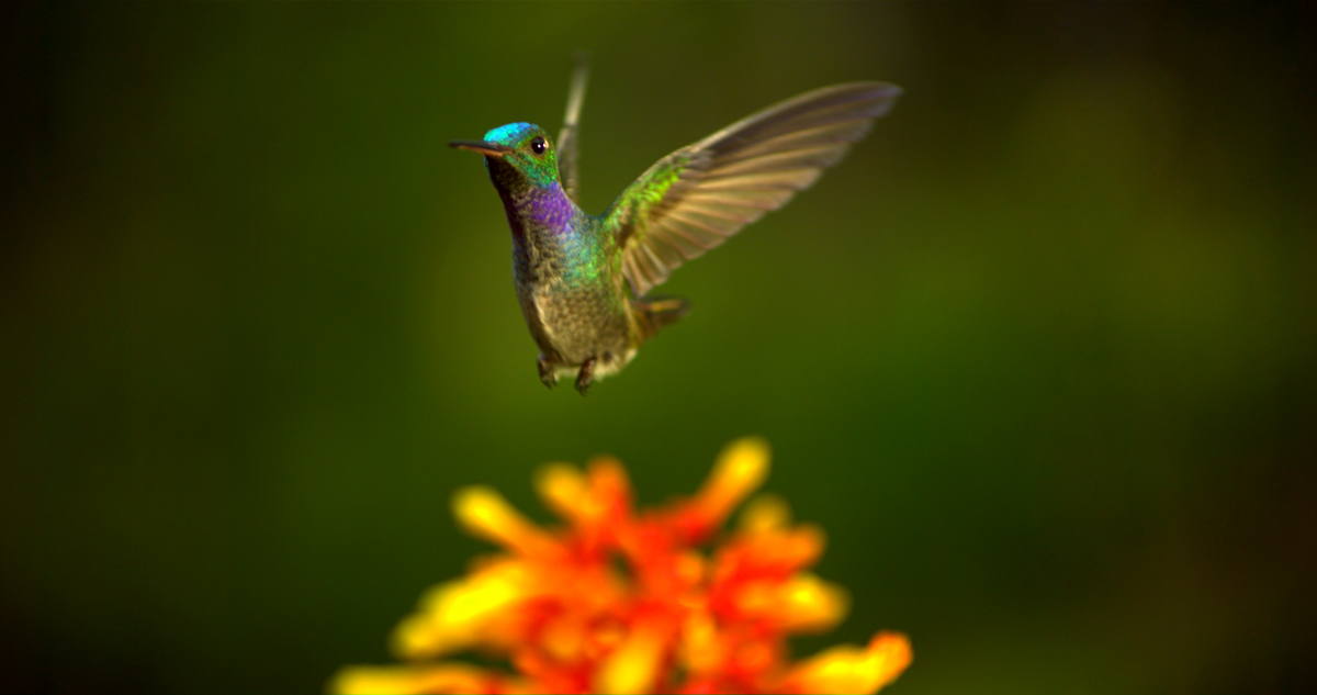 Wings of Life : Bild Louie Schwartzberg