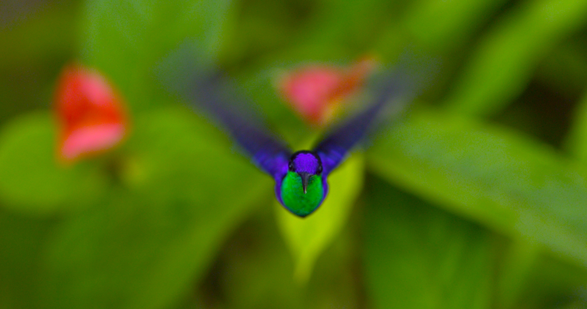 Wings of Life : Bild Louie Schwartzberg