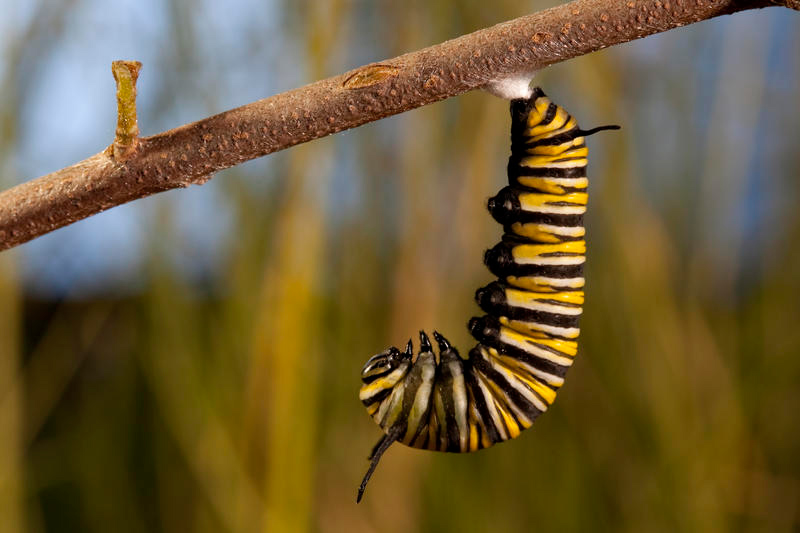 Wings of Life : Bild Louie Schwartzberg