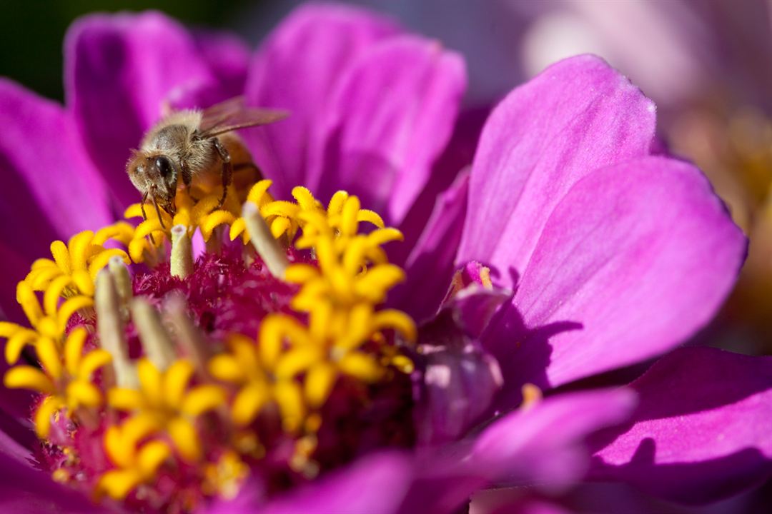 Wings of Life : Bild Louie Schwartzberg