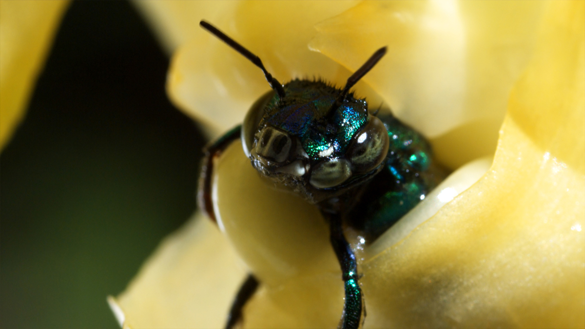 Wings of Life : Bild Louie Schwartzberg