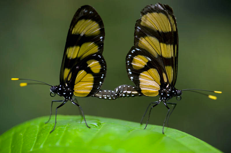 Wings of Life : Bild Louie Schwartzberg