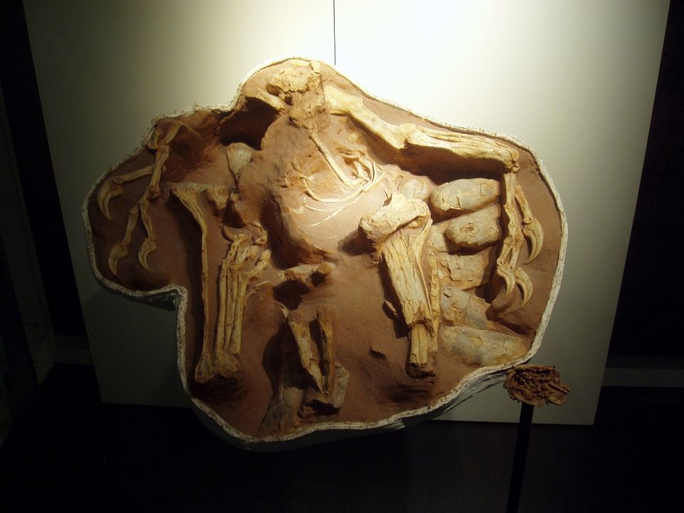 Dinosaurier Live 3D - Fossilien zum Leben erweckt : Bild