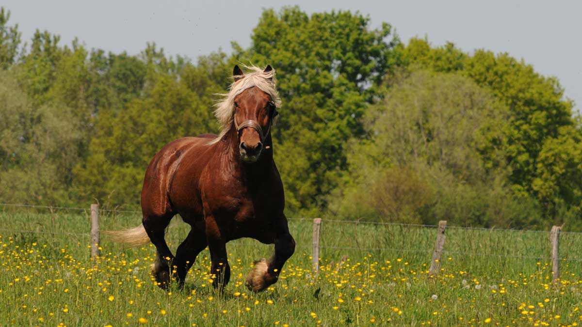 Die wilde Farm : Bild Frédéric Goupil, Dominique Garing