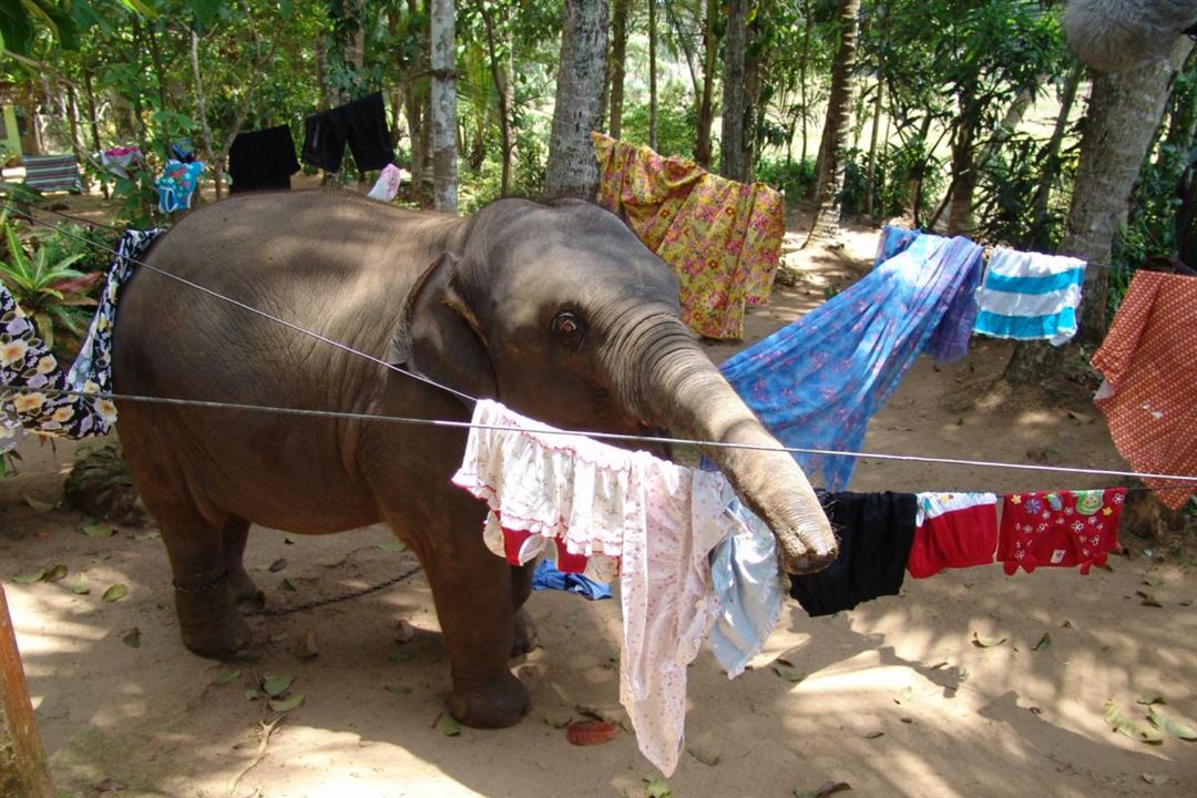 Chandani und ihr Elefant : Bild