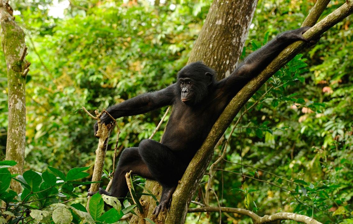 Benny - Allein im Wald : Bild Alain Tixier